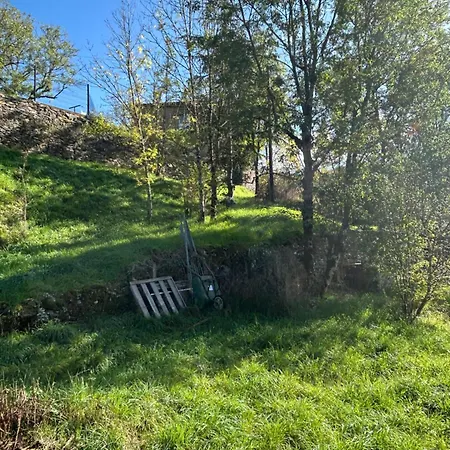 Sur Terrain Arboré *
