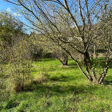 Sur Terrain Arbore Lejlighed